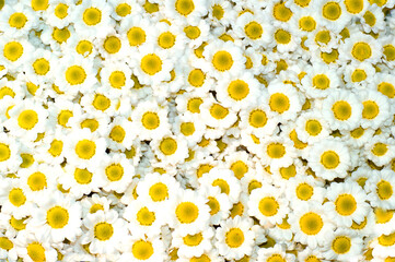 Margaridas amarelas com pétalas brancas numa banca de florista.