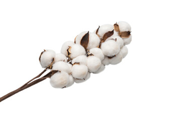 Cotton flower branch isolated on white background.