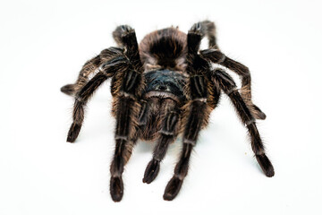 black tarantula spider, large arthropod on white isolated background