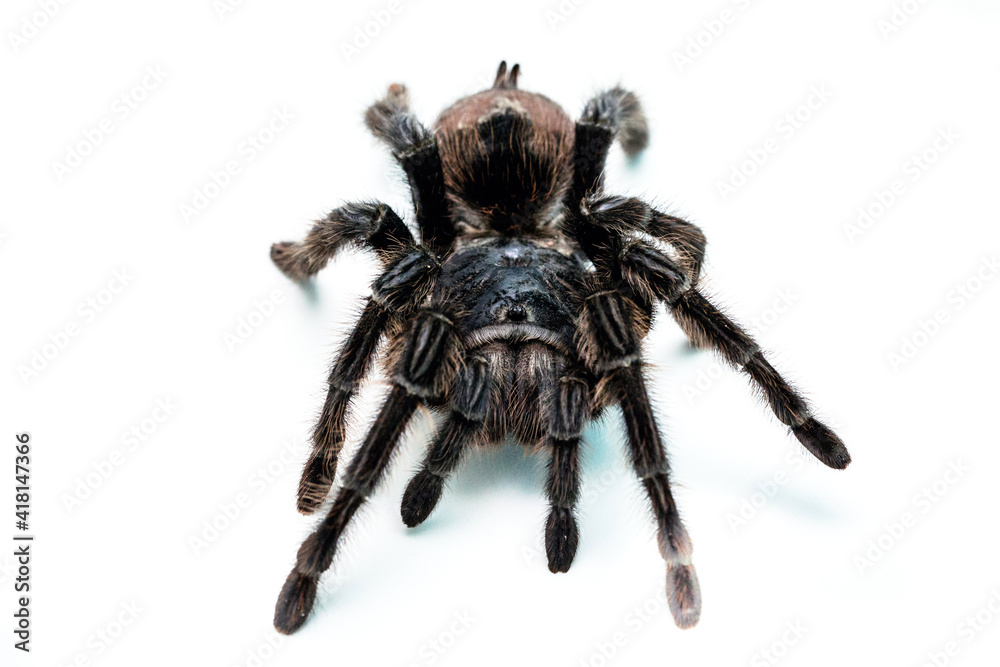 Wall mural black tarantula spider, large arthropod on white isolated background