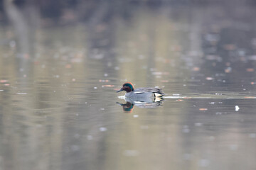 Sarcelle d'hiver Anas crecca mâle nageant à la surface d'un étang avec des refglets colorés