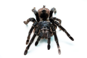 black tarantula spider, large arthropod on white isolated background