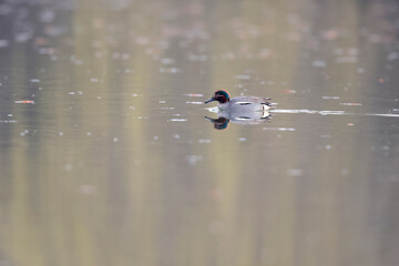 Sarcelle d'hiver Anas crecca mâle nageant à la surface d'un étang avec des refglets colorés