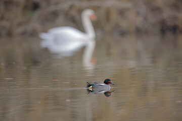 Sarcelle d'hiver Anas crecca mâle nageant à la surface d'un étang avec des refglets colorés