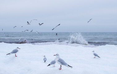 Many gulls fly over the sea. Baltic snow Sea.