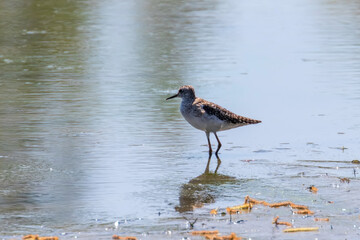 Sandpiper, Wood sandpiper in Shallow Water (Tringa glareola) Wader Bird Sandpiper