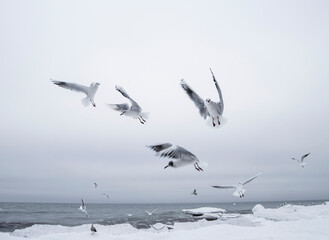 Obraz premium Many gulls fly over the sea. Baltic snow Sea.