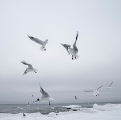 Many gulls fly over the sea. Baltic snow Sea.