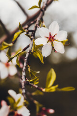 Flor del almendro en primavera