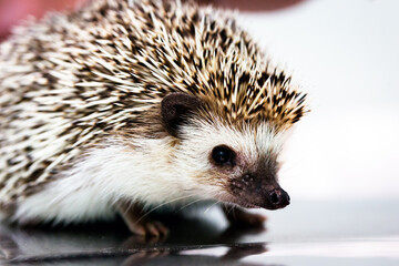 small domestic hedgehog being analyzed by veterinarians, exotic pet