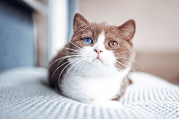 Britisch Kurzhaar Katze Kitten im Alltag s&uuml;&szlig; und verspielt