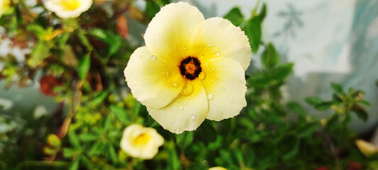 closeup beautiful white of Turnera subulata flower on green leaves background