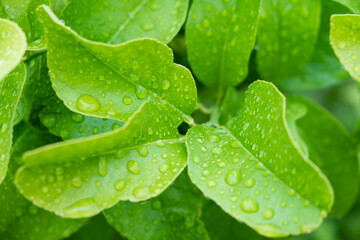 Garden and life in the green