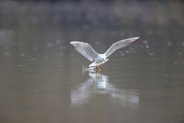 Mouette rieuse Chroicocephalus ridibundus en vol sur un étang avec des reflets colorés