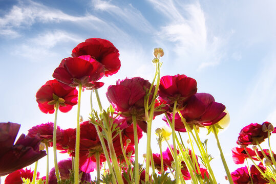 Low angle view of red Tecolote Ranunculus flowers growing in a field, USA
