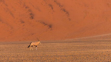 Oryx in front of the big dunes of Sossusvlei, at the end of the day, Namibia