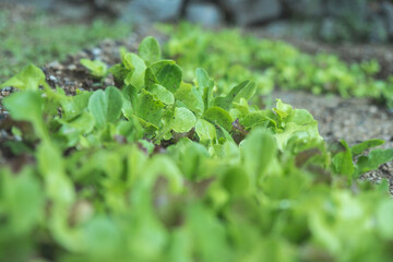 Garden and life in the green