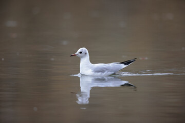 Mouette rieuse Chroicocephalus ridibundus en vol sur un étang avec des reflets colorés