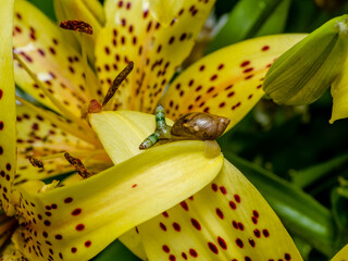 Green-banded broodsac a parasitic worm living in amber snail on yellow tiger lily petal © drserg