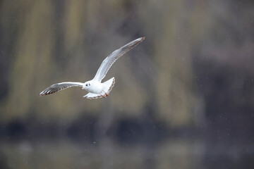 Mouette rieuse Chroicocephalus ridibundus en vol sur un étang avec des reflets colorés