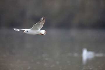 Mouette rieuse Chroicocephalus ridibundus en vol sur un étang avec des reflets colorés