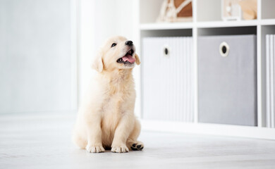 Sweet playful puppy at home