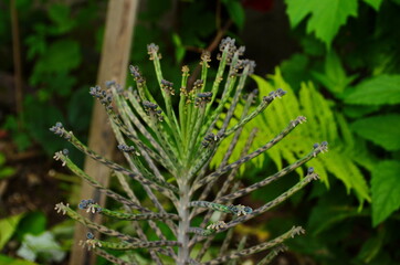 Small plantlets on the fringes of leaves of a mother of millions (Kalanchoe delagoensis) plant.