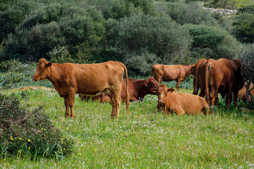 Menorcan cows grazing, Es Tudons, Ciutadella, Menorca, Balearic Islands, Spain