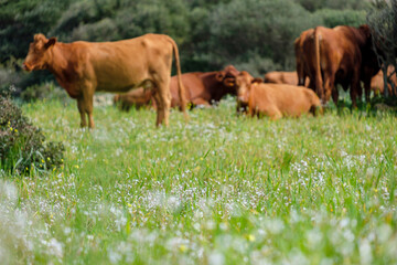 Menorcan cows grazing, Es Tudons, Ciutadella, Menorca, Balearic Islands, Spain