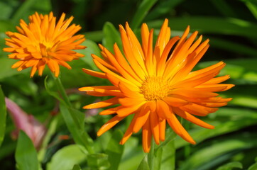 Bright orange flowers of calendula (Lat. Calendula officinalis) close-up