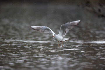 Mouette rieuse Chroicocephalus ridibundus en vol sur un étang avec des reflets colorés