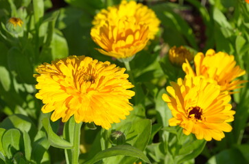 Bright yellow calendula (Lat. Calendula officinalis) blooms in the summer garden