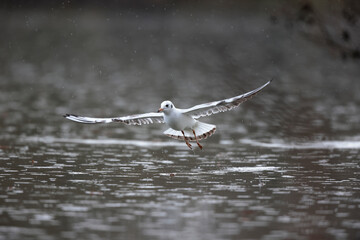 Mouette rieuse Chroicocephalus ridibundus en vol sur un étang avec des reflets colorés