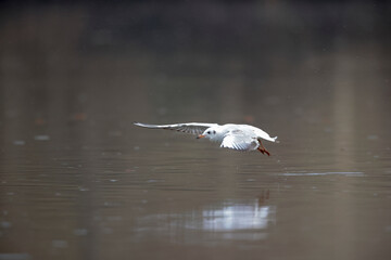 Mouette rieuse Chroicocephalus ridibundus en vol sur un étang avec des reflets colorés
