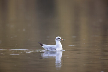 Mouette rieuse Chroicocephalus ridibundus en vol sur un étang avec des reflets colorés