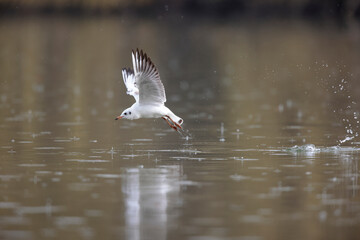 Mouette rieuse Chroicocephalus ridibundus en vol sur un étang avec des reflets colorés