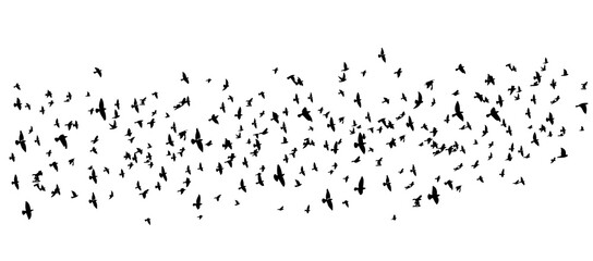 Fototapeta premium A large flock of flying birds. Vector illustration