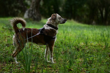 Dog out on a walk in the nature