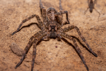Dolomedes  tenebrosus under a rock 