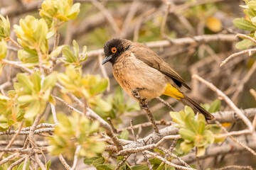 African Red-eyed Bulbul (Pycnonotus nigricans) perched in a bushy tree in South Namibia