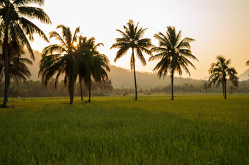 A rice paddy field is a flooded field of arable land used for growing semiaquatic crops, most notably rice. Paddy field makes beautiful texture pattern background along with the coconut trees