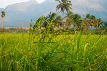 a rice paddy field is a flooded field of arable land used for growing semiaquatic crops, most notaly rice. Paddy field farming remains the dominant form of growing rice in modern times.