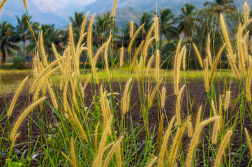 wild plant with brown long inflorescence in focus in india. Its like a meadow barley perennial bunchgrass.
