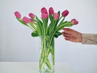 Woman putting flowers in vase. Composing bouquet. Bouquet pink tulips in glass vase. Woman holding tulips in her hands, florist, floristry. Place for text