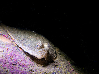 Flatfish Sole Hugs Rock Underwater in Southeast Alaska, USA