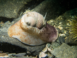 Moon Snail Glides Over Rocks Underwater in Southeast Alaska, USA