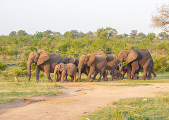 Obraz premium Wildlife. Nature. Conservation. Lion. Elephant. Vulture