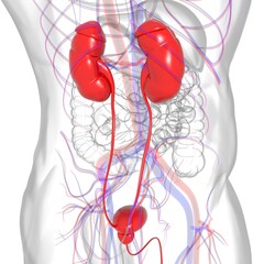 Human Urinary System Kidneys with Bladder Anatomy For Medical Concept 3D Rendering