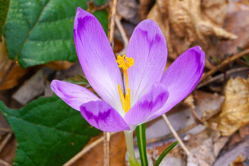 Blooming purple saffron flower. Early spring violet crocuses in the forest. Autumn leafs background.
