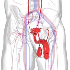 Male Reproductive System Anatomy For Medical Concept 3D Rendering